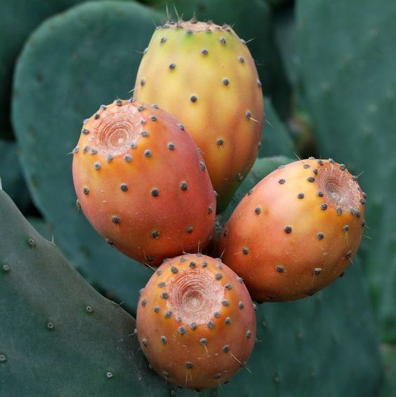 ORGANIC PRICKLY PEAR SEED OIL